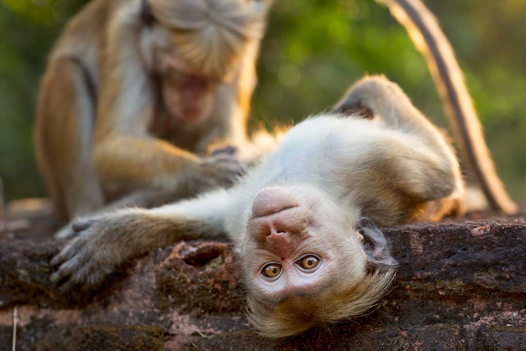 Disneynature MONKEY KINGDOM