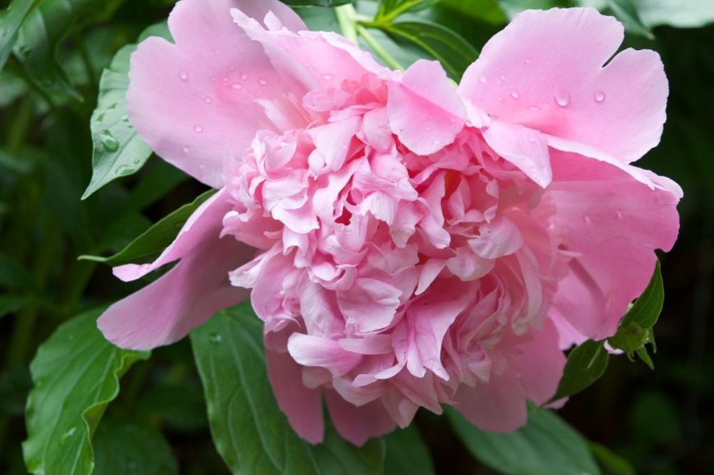 Peony in Rain