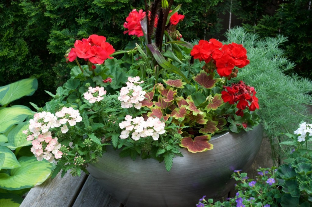 Pretty Pot of Flowers