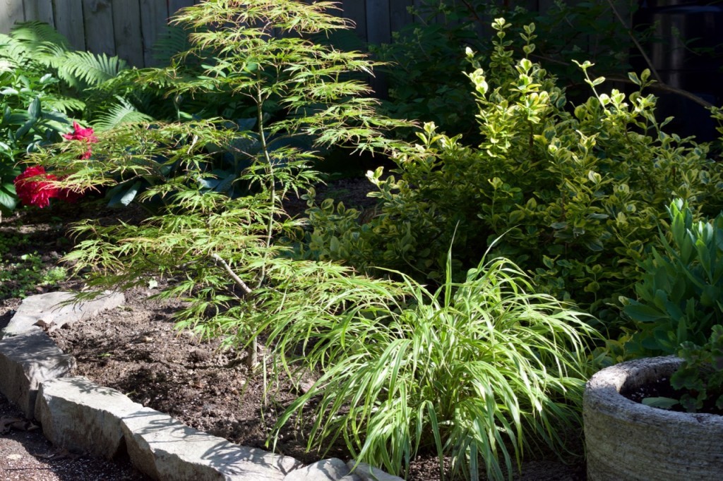 Spring Delight Japanese Maple