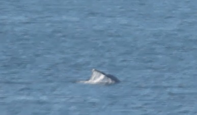 Grey Whale in English Bay