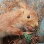 Red Squirrel Taxidermy